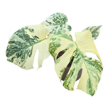 Monstera Thai Constellation Crème Brulee