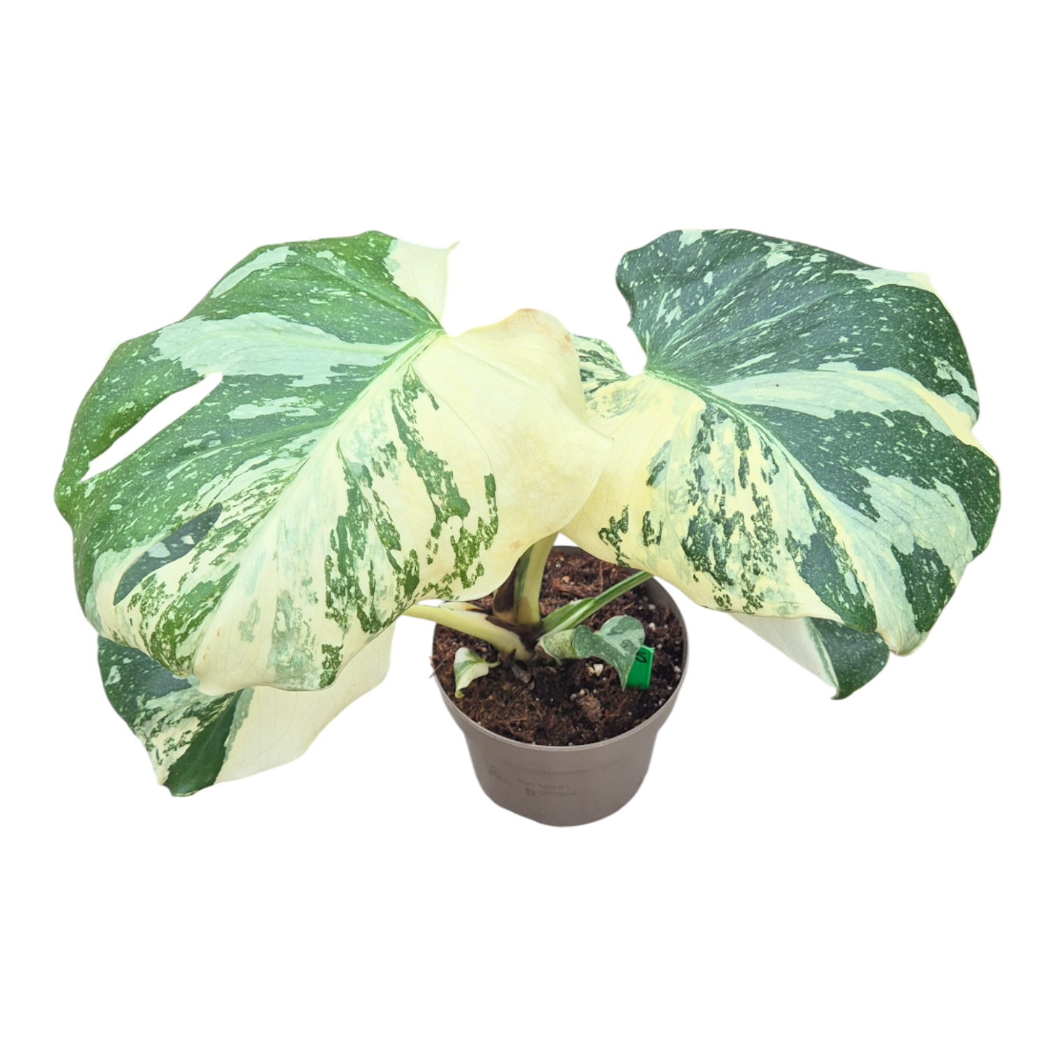 Monstera Thai Constellation Crème Brulee – Casa Botanica