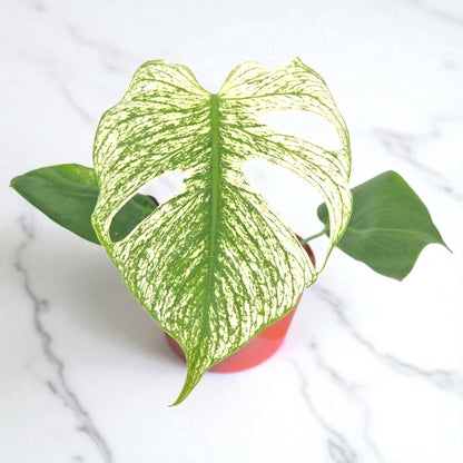 Monstera Devil Monster