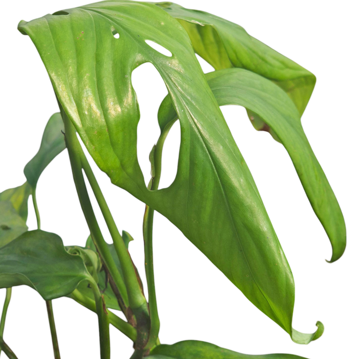 monstera filamentosa Monstera Obliqua 'Filamentous' – Casa Botanica