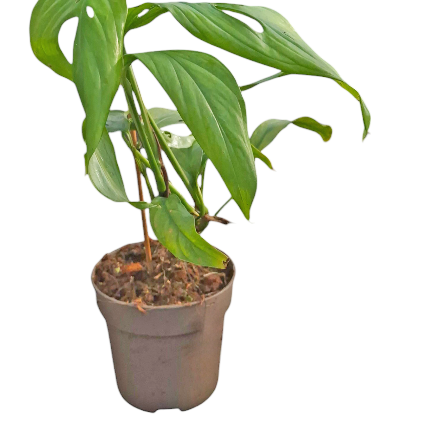 philodendron monstera obliqua Monstera Obliqua 'Filamentous' – Casa Botanica