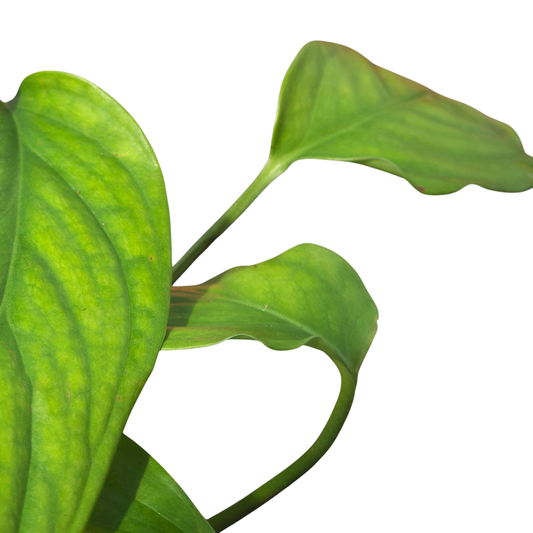 Monstera Gracilis
