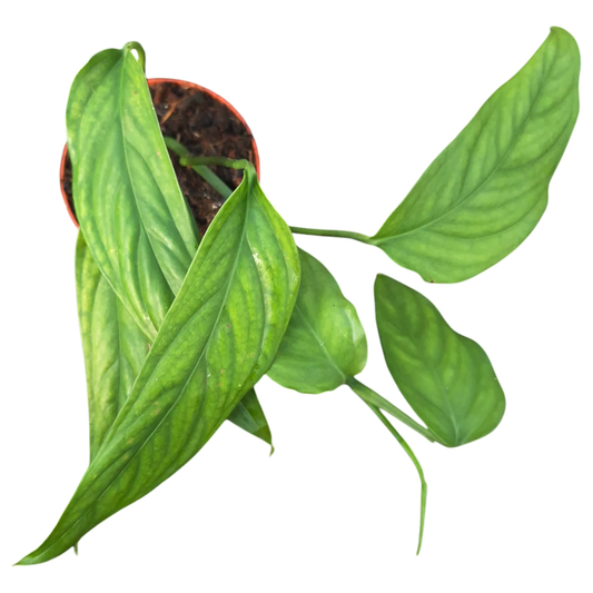 Monstera Gracilis