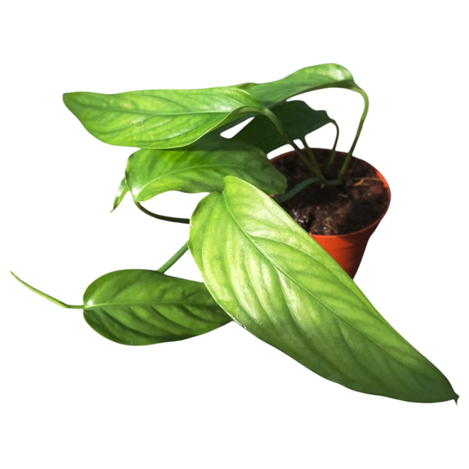 graffi monstera Monstera Gracilis – Casa Botanica