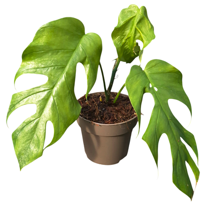Monstera Lamersiana