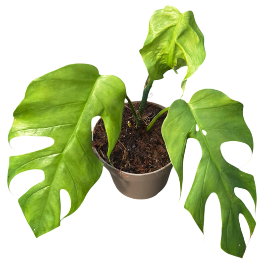 Monstera Lamersiana