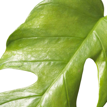 Monstera Lamersiana