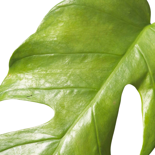 Monstera Lamersiana