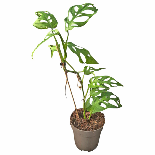 Monstera Obliqua 'Los Tayos'