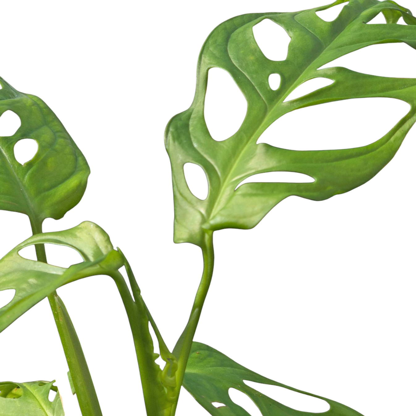 Monstera Obliqua 'Los Tayos'