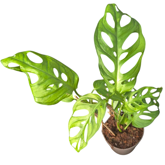 Monstera Obliqua 'Los Tayos'