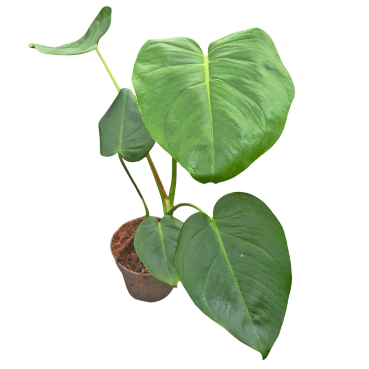 Monstera tacanaensis