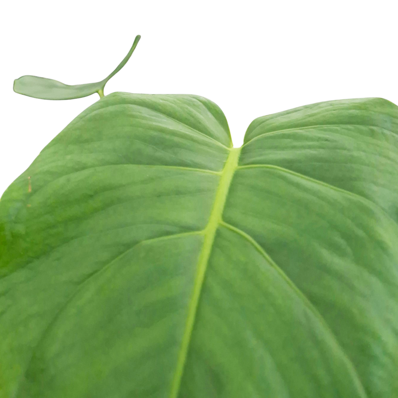 Monstera tacanaensis