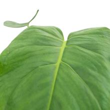 Monstera Tacanaensis