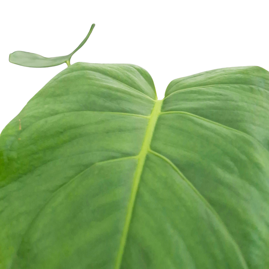 Monstera Tacanaensis