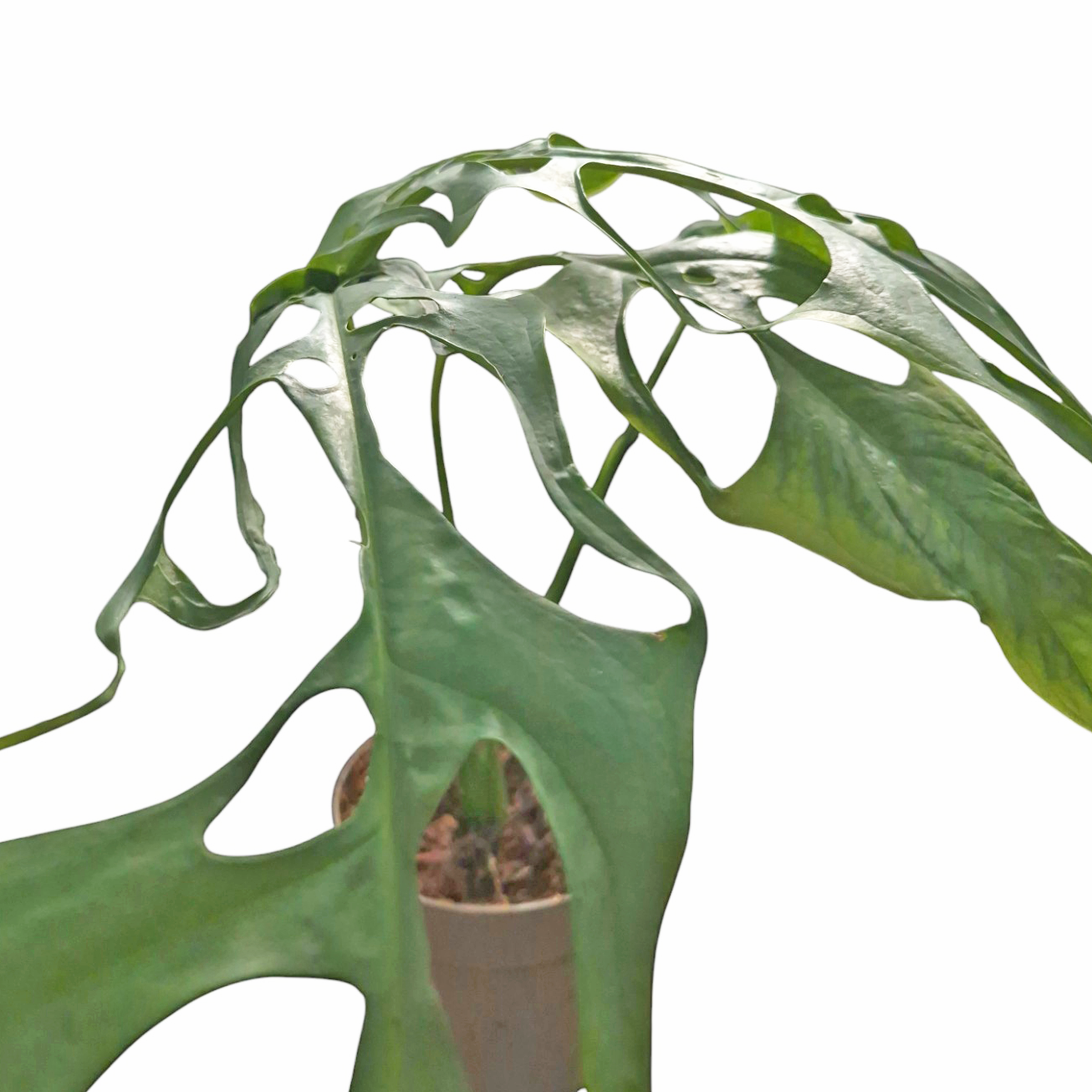 Monstera Obliqua 'Tarapoa'