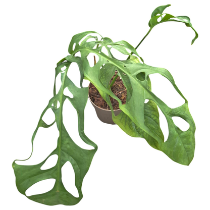 Monstera Obliqua 'Tarapoa'