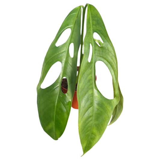 Monstera Obliqua 'Yasuni 1'