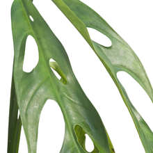 Monstera Obliqua 'Yasuni 1'