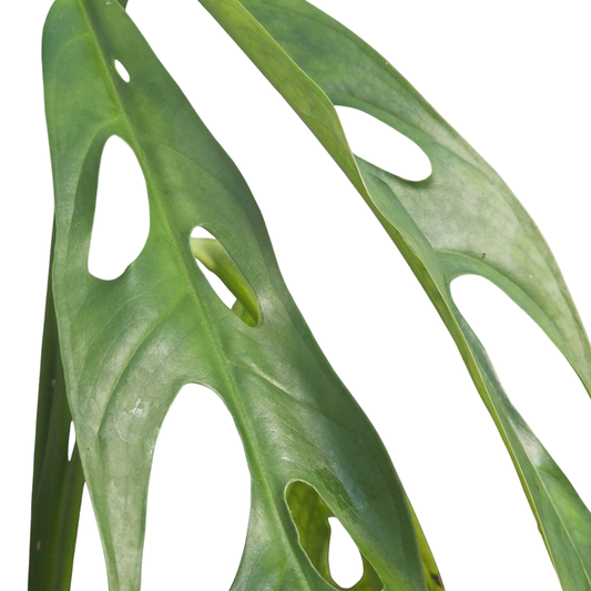 Monstera Obliqua 'Yasuni 1'