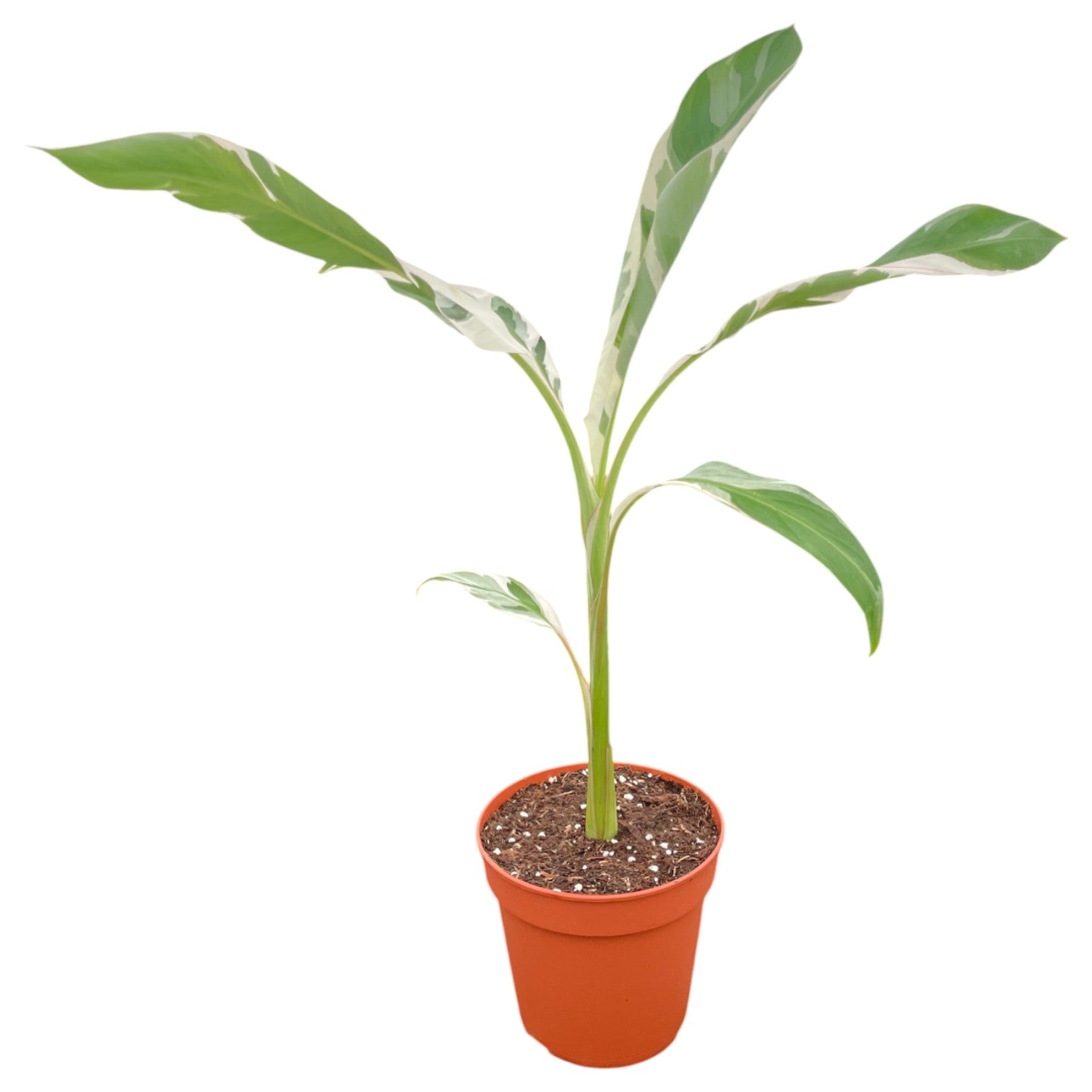 musa_florida_variegata_P12-F
