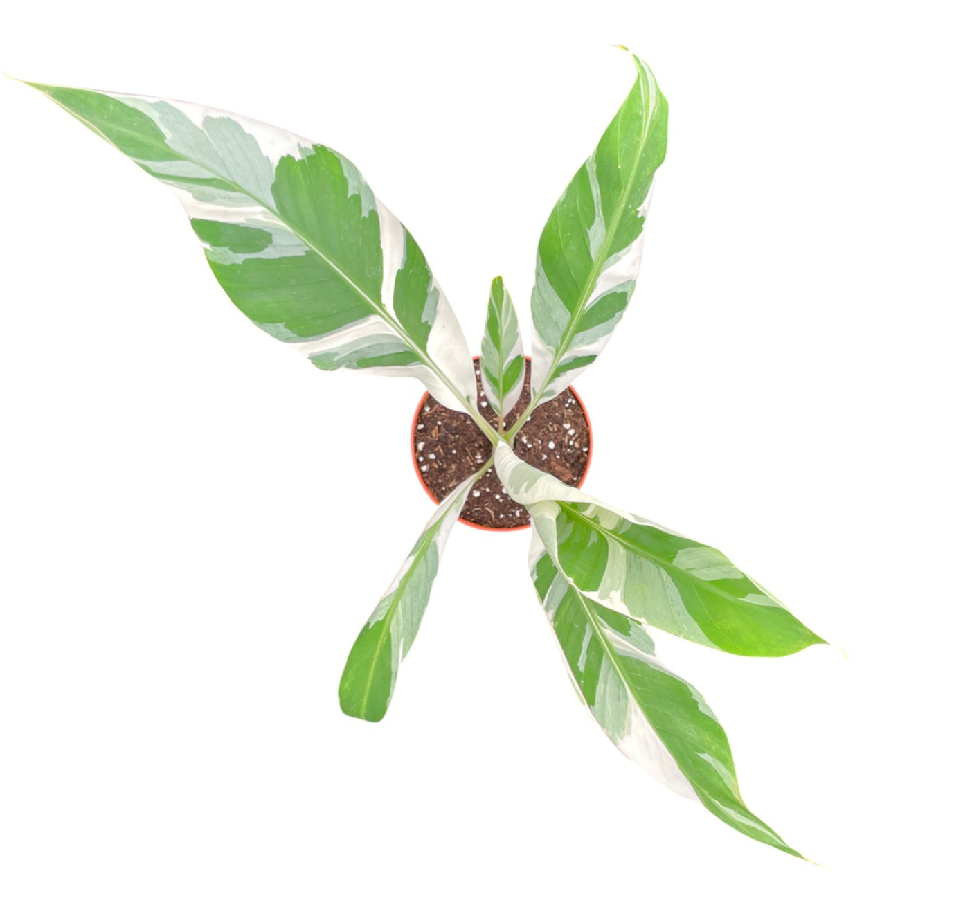 musa_florida_variegata_P12-T