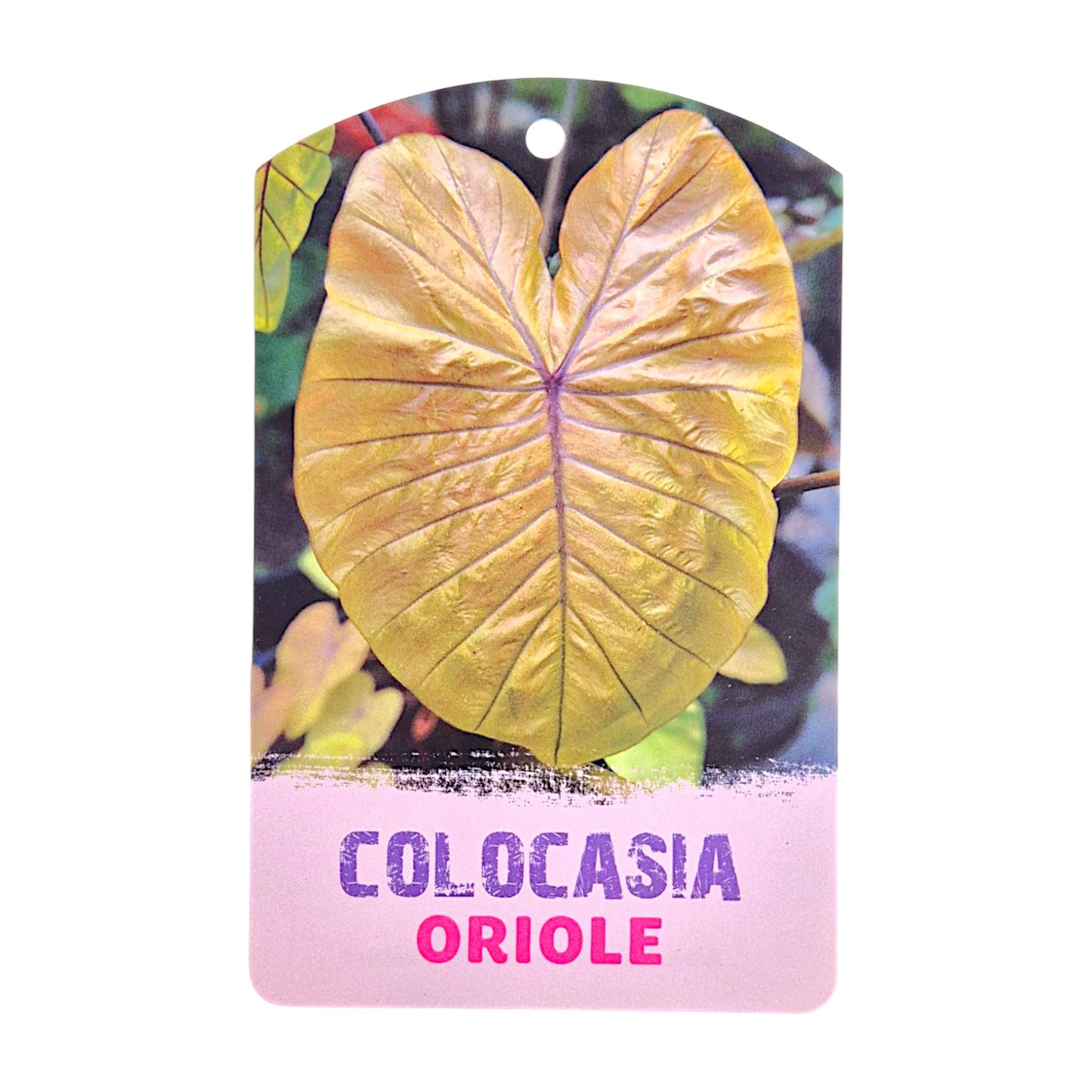 Colocasia hybride Oriole