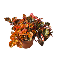 peperomia_creme_brulee_P7_F