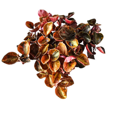 peperomia_creme_brulee_P7_T