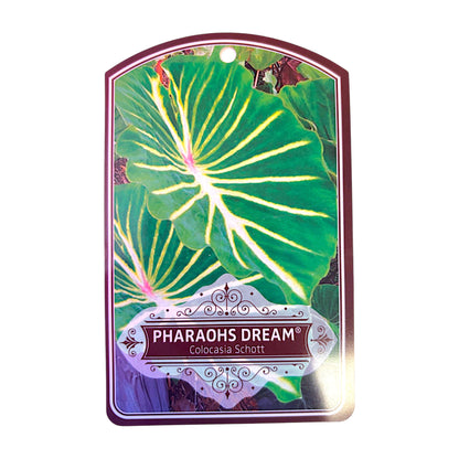 Colocasia Pharaohs Dream