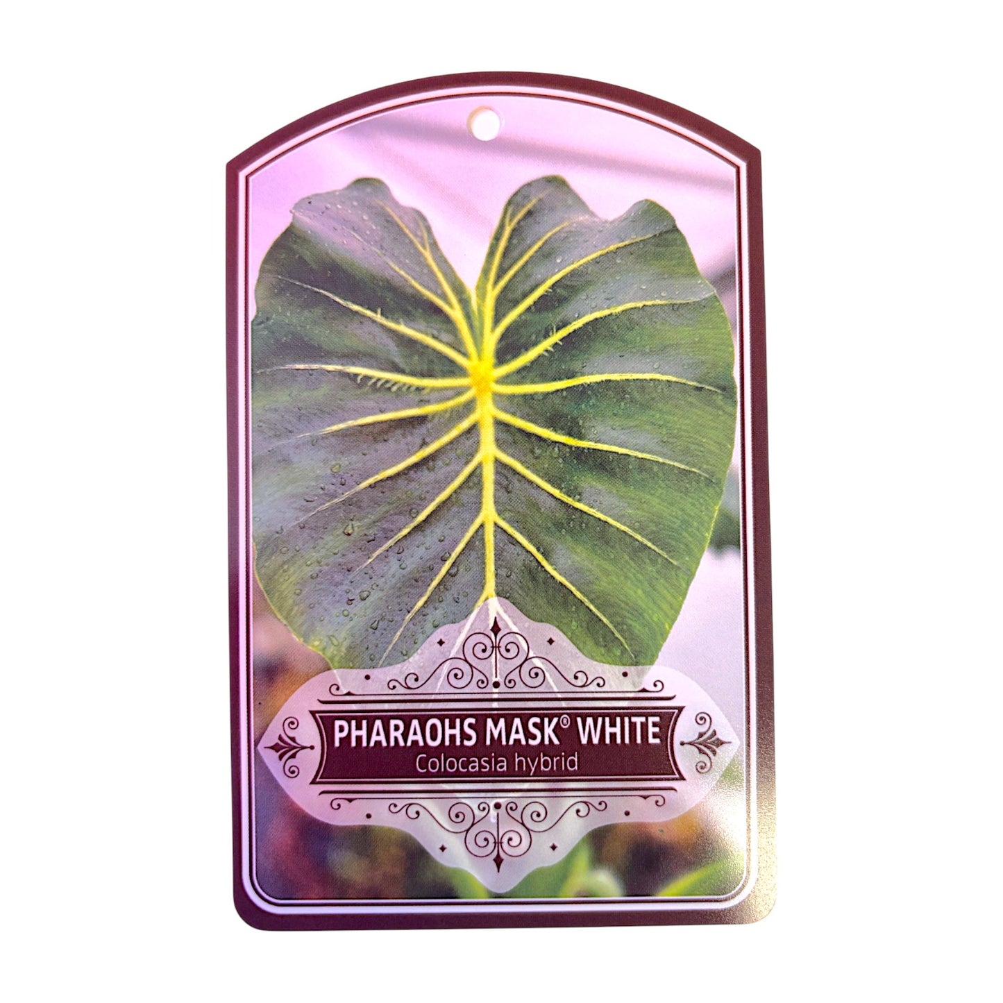 Colocasia Hybrid Pharaohs Mask White