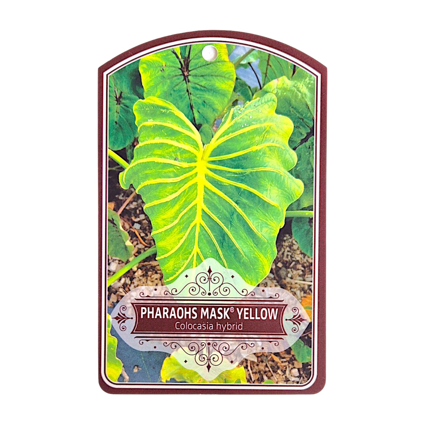 Colocasia Hybrid Pharaohs Mask Yellow