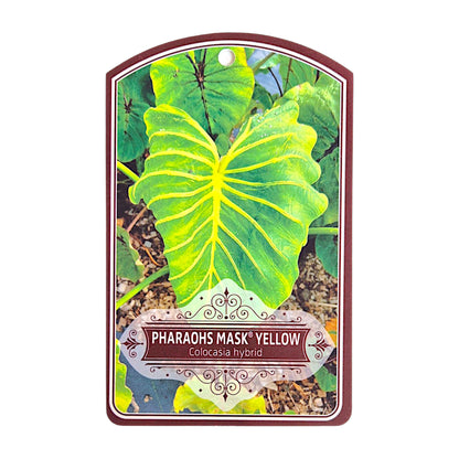 Colocasia Hybrid Pharaohs Mask Yellow