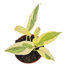 Philodendron Burle Marx White Lava LIVE SALE 1