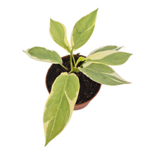 Philodendron Burle Marx White Lava LIVE SALE 3