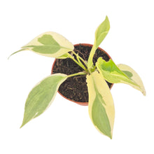 Philodendron Burle Marx White Lava LIVE SALE 4