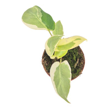 Philodendron Burle Marx White Lava LIVE SALE 5