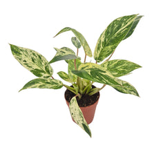 Philodendron Emerald Queen Variegata LIVE SALE