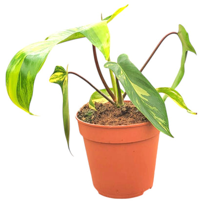 Philodendron Florida Beauty