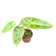 Philodendron Billicosum