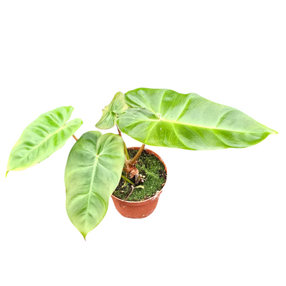 Philodendron Billicosum