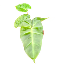 Philodendron Billicosum