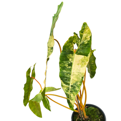 Philodendron Billitiae Variegata
