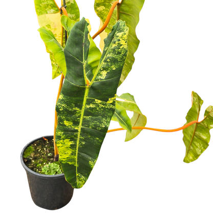 Philodendron Billitiae Variegata
