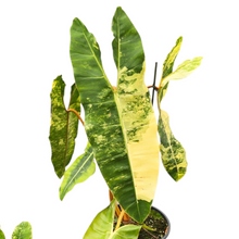 Philodendron Billitiae Variegata
