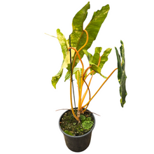 Philodendron Billitiae Variegata
