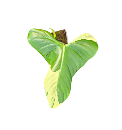 Philodendron Oxapapense Variegata