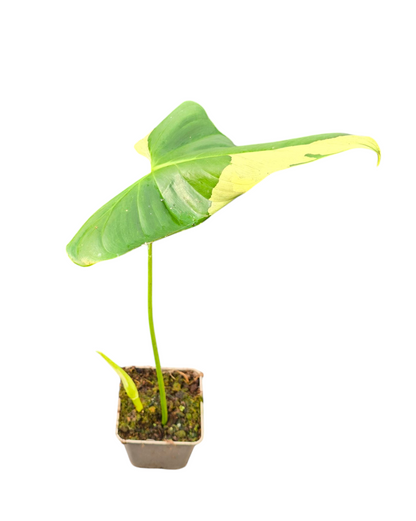 Philodendron Oxapapense Variegata