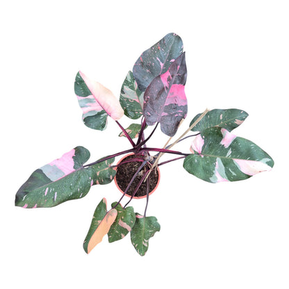 Philodendron Pink Princess Marble