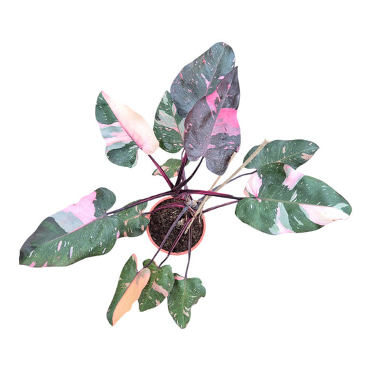 Philodendron Pink Princess Marble